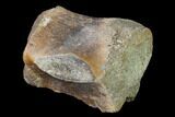 Fossil Whale Lumbar Vertebra - South Carolina #137598-3
